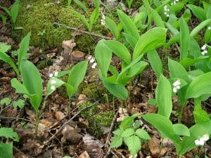 Lily of the valley - Wikipedia