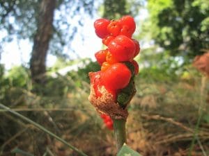 The most poisonous berries in the UK and how to recognise them - Somerset  Live