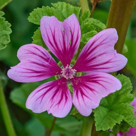 Common Mallow (Malva sylvestris) Identification Guide