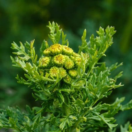 Ragwort (Senecio jacobaea) Identification Guide