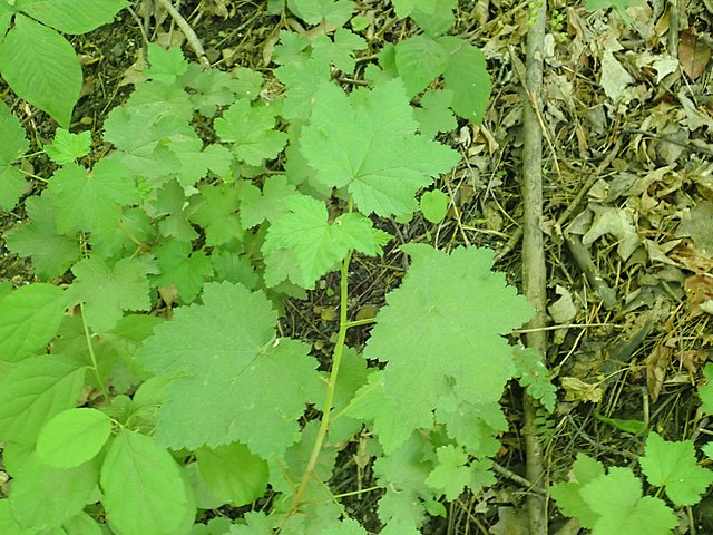 Redcurrant (Ribes rubrum) Identification Guide