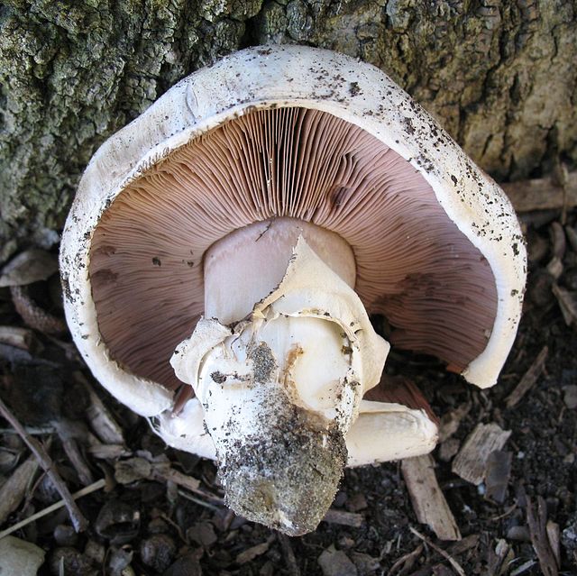 The Salty Agaric Agaricus Bernardii Identification