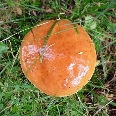 Slippery Jack (Suillus luteus) Identification