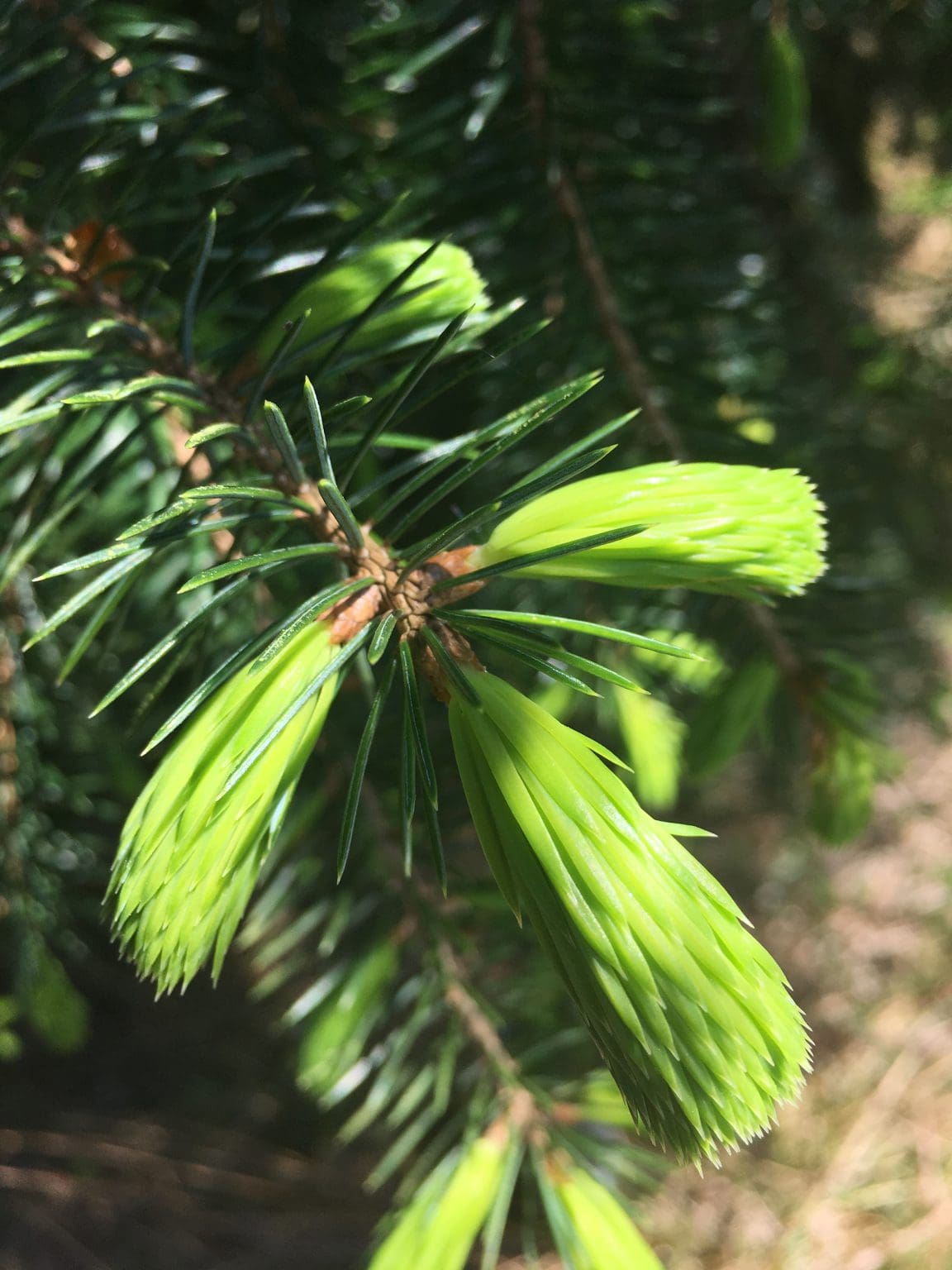 How to tell the difference between Douglas Fir, Spruce and Pine Trees