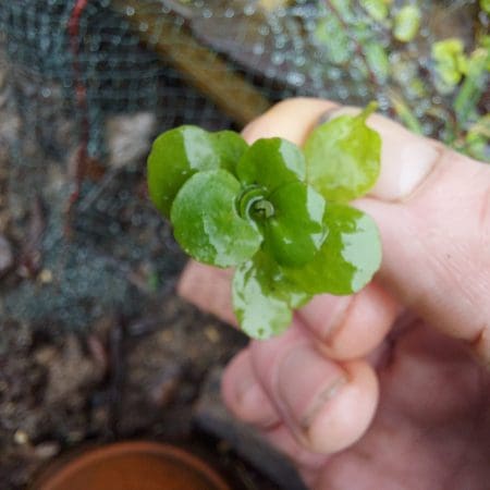 Watercress (Nasturtium Officinale) Identification Guide