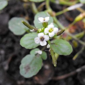 Watercress (Nasturtium Officinale) Identification Guide