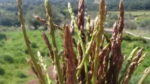 Wild Asparagus (Asparagus prostratus) Identification Guide