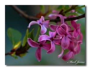 Lilac: An Edible and Medicinal Treat