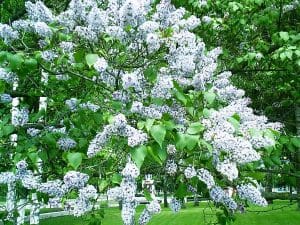 Lilac: An Edible and Medicinal Treat