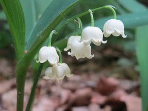 Lily-of-the-valley (Convallaria majalis) - Woodland Trust