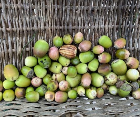 Ticket: Foraging Walk - Hertfordshire 2023/07/16 - 2023/07/16