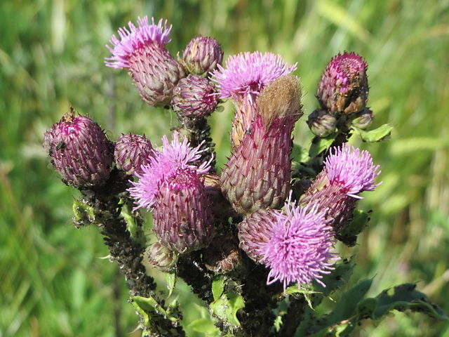 Creeping Thistle