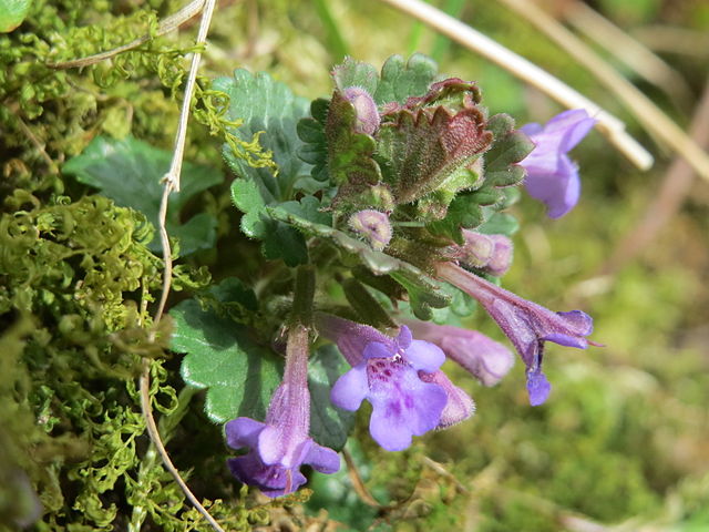 Ground Ivy (Glechoma hederacea) Identification Guide