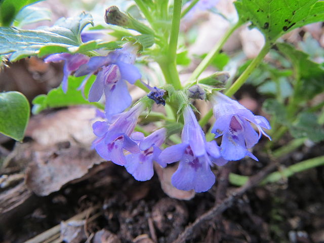 Is Ground Ivy Poisonous To Dogs