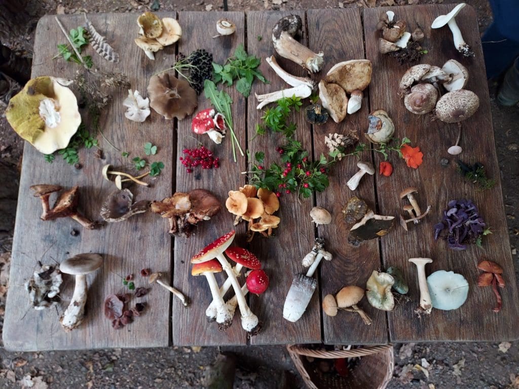 Foraging For Wild Mushrooms In The Uk A Comprehensive Guide