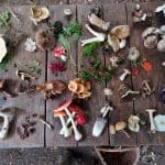 Foraging for Wild Mushrooms