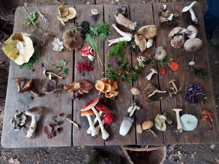 Foraging for Wild Mushrooms
