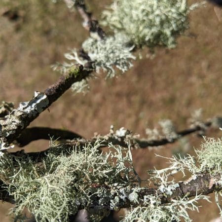 Ticket: Forage and Cook - Scotland 2022/08/04 - 2022/08/04