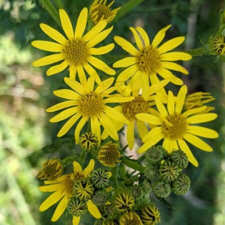 Ragwort (Senecio jacobaea) Identification Guide