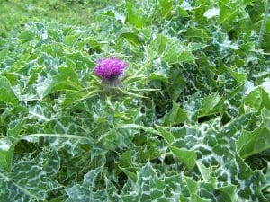 Milk Thistle (Silybum marianum) Identification Guide 