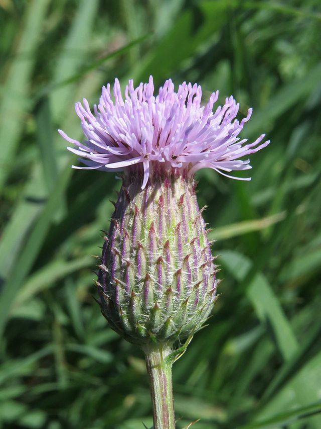 Creeping Thistle Cirsium Arvense Identification Creeping Thistle Cirsium Arvense Identification