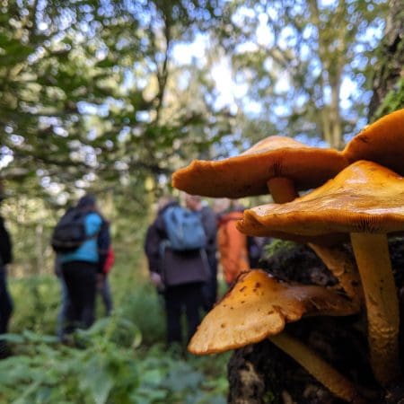 Ticket: Introduction to Foraging - Peak District 2022/11/24 - 2022/11/24