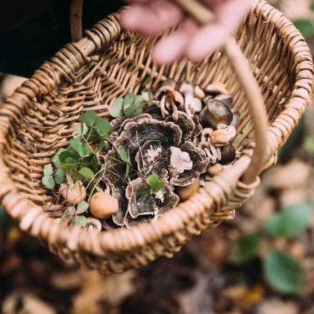 Ticket: Introduction to Foraging - Sussex 2022/11/26 - 2022/11/26