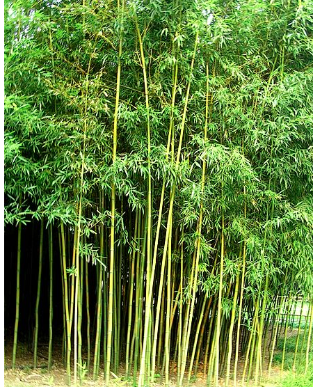 Bamboo (Sasa palmata) Identification