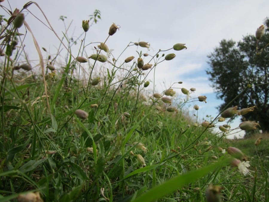 English Chamomile (Chamaemelum nobile) Identification Guide
