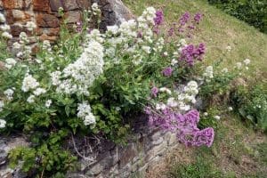 Red and white Valerian