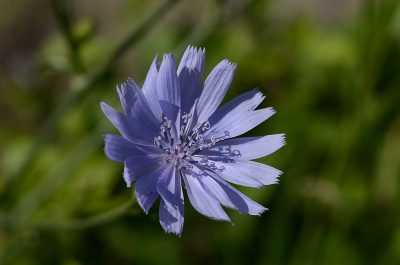 Chicory (Chichorium intybus) Identification