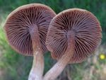 mushroom gills on the deceiver