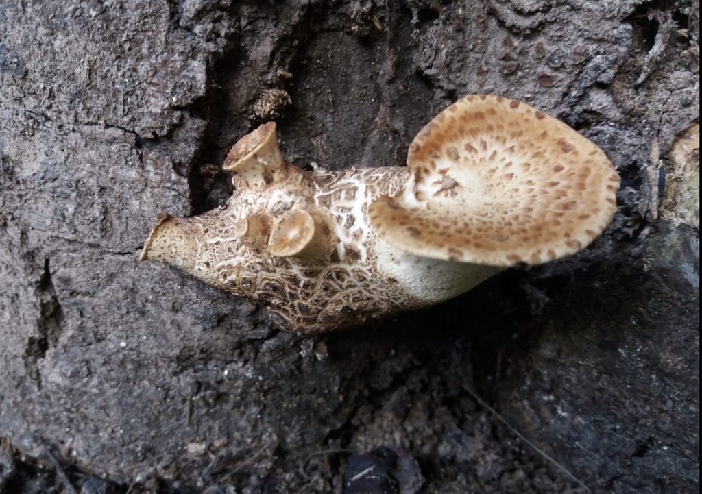 Ivory Funnel (Clitocybe Dealbata) Identification