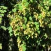 Hops (Humulus lupulus) Identification