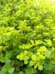 Opposite Leaved golden saxifrage