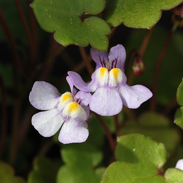 Image of Group of ivy-leaved toadflax plants growing in a forest