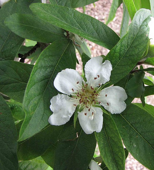 Medlar Mespilus Germanica Identification