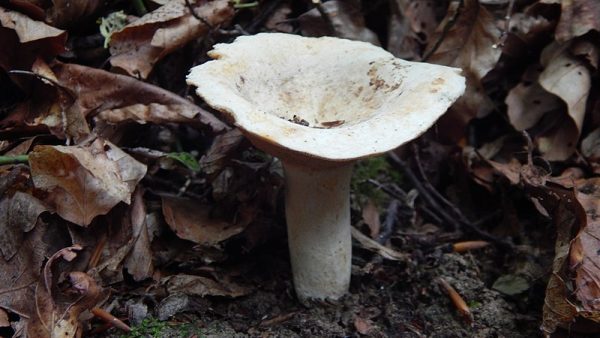 Peppery Milkcap (Lactarius piperatus/Lactifluus piperatus) Identification