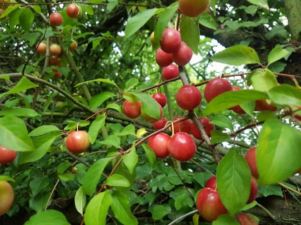 Wild Plum Prunus Domestica Identification Guide 4398