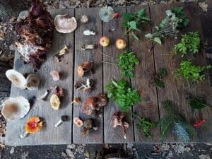 Foraging in the Lake District
