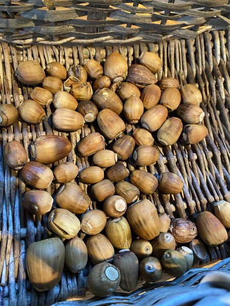 Foraging in September