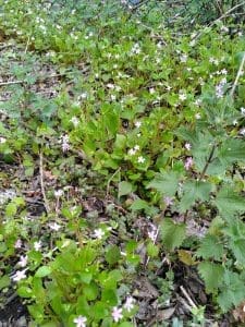 Pink Purslane claytonia