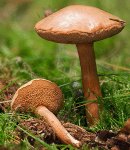 a Peppery Bolete mushroom growing in the grass