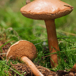 a Peppery Bolete mushroom growing in the grass