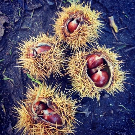 Ticket: Foraging Walk - London 2023/07/30 - 2023/07/30