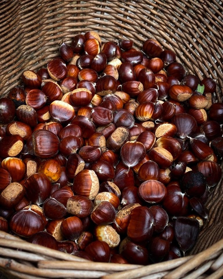 Sweet Chestnuts in basket