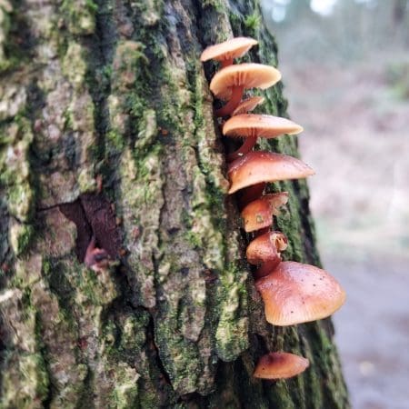 Nature’s Calendar: What to Forage Each Month