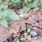 fried chicken lyophyllum decastes
