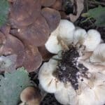 lyophyllum decastes fried chicken