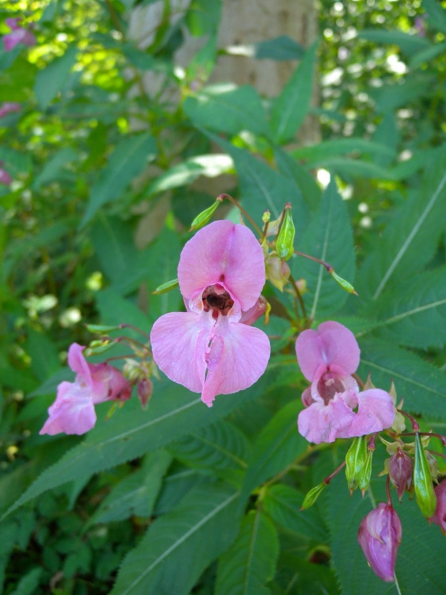 Himalayan Balsam Impatiens Glandulifera Identification
